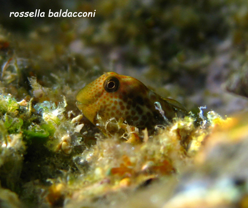 Lipophrys canevae